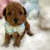 トイプードル(トイ)