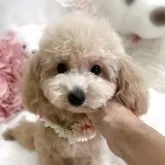 ティーカッププードル