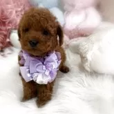 トイプードル(トイ)【香川県・男の子・2025年10月8日・レッドフォーン(レッド)】の写真1「とっても可愛いトイプーの男の子🩵」