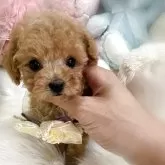 ティーカッププードル