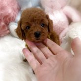 トイプードル(トイ)