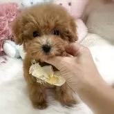 タイニープードル