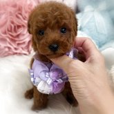 トイプードル(トイ)