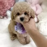 トイプードル(トイ)