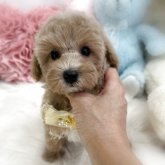 トイプードル(トイ)