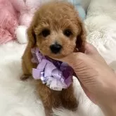 タイニープードル