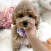 ビションプー(ビションフリーゼ×トイプードル)