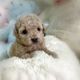 トイプードル(タイニー)