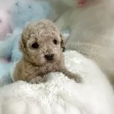 タイニープードル