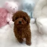 タイニープードル