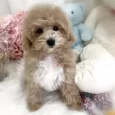 トイプードル(トイ)