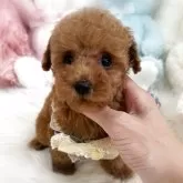 タイニープードル