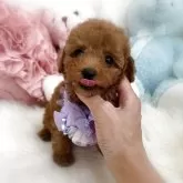 タイニープードル
