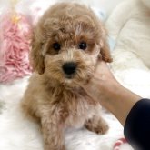 ビションプー(ビションフリーゼ×トイプードル)