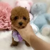 タイニープードル