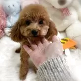 タイニープードル【香川県・女の子・2025年4月9日・オレンジフォーン(アプリコット)】の写真1「とっても可愛いタイニー予想の女の子💖現在2.4kg」