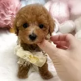 タイニープードル