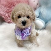 トイプードル(トイ)