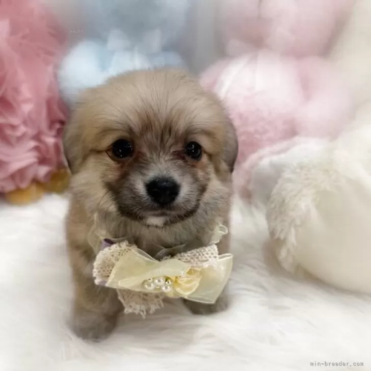 ポメ子様 ポメラニアンと豆柴ミックス女の子🐶 元気に成長しています