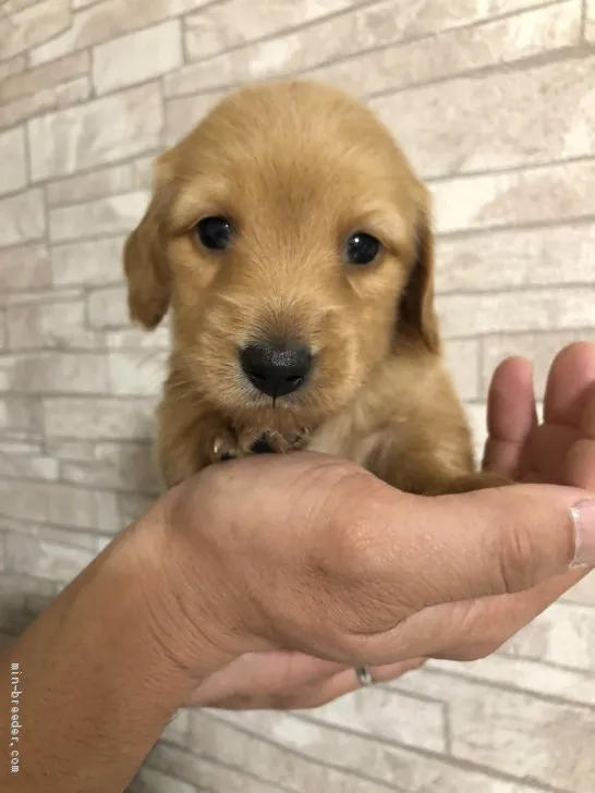 ムーミン 様のお迎えした子犬
