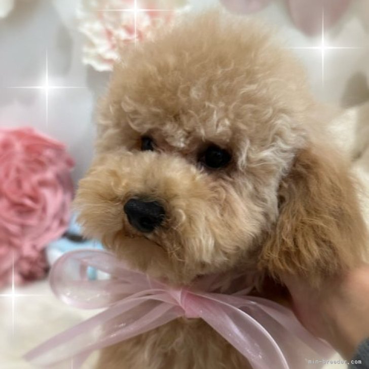 実物大 ポーズが変えられる トイプードル グレー シルバー ぬいぐるみ 犬 リアル 本物 そっくり トイプー ペット ペットロス 小型犬 動物 いぬのぬいぐるみ 犬のぬいぐるみ かわいいぬいぐるみ 犬雑貨 かわいい 可愛い 癒し 愛犬 ギフト 犬 好き プレゼント