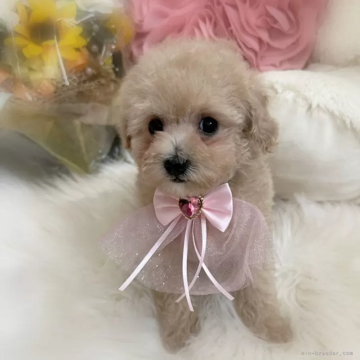 ID：2404-03563の子犬