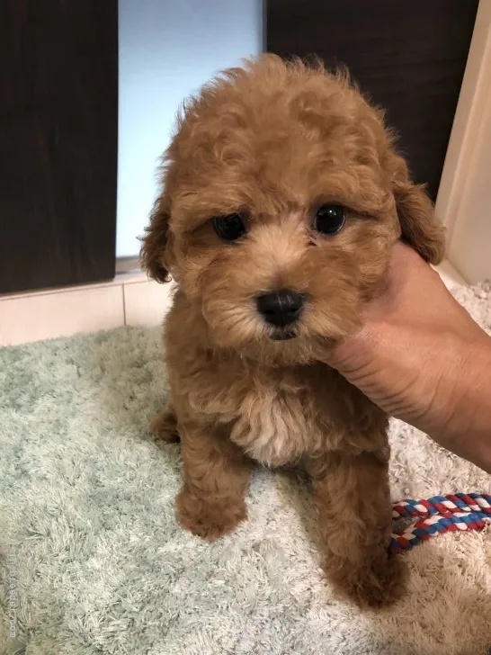 YK 様のお迎えした子犬