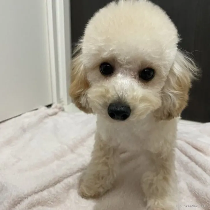 ID:2210-02922の子犬