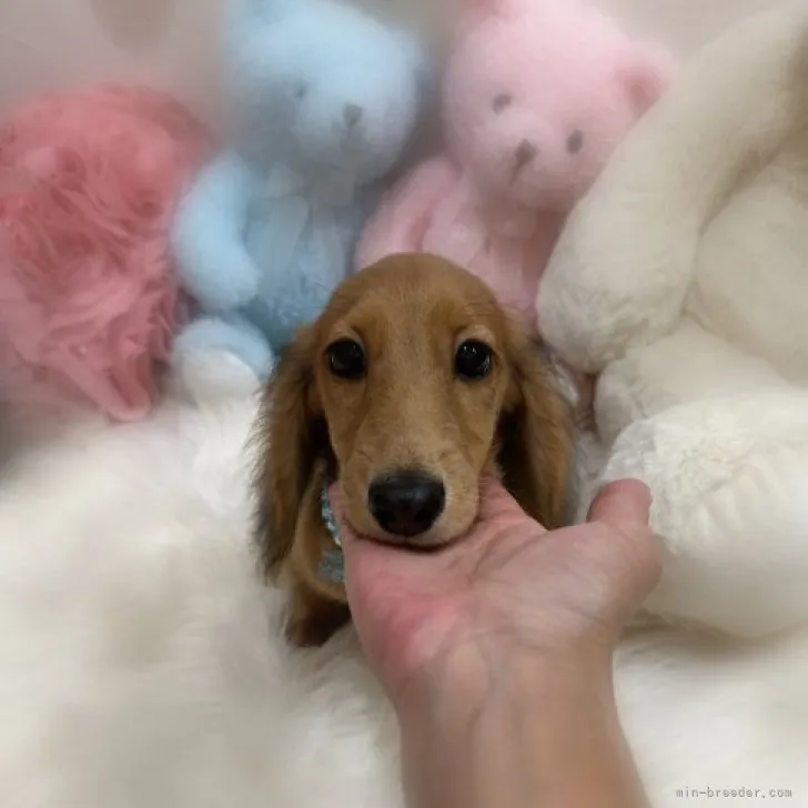 ID:2308-04798の子犬