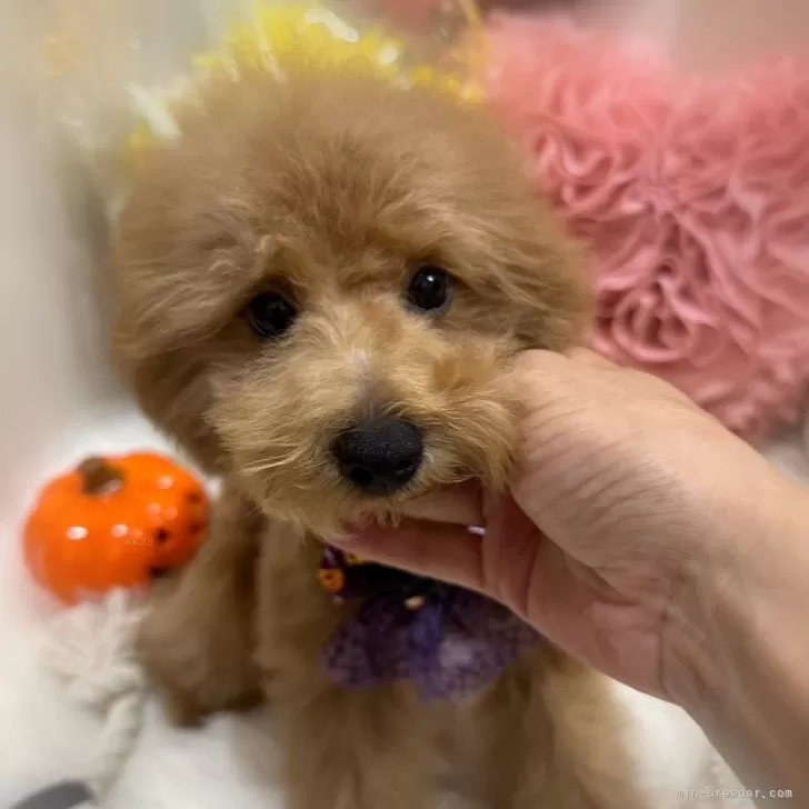ID:2408-02475の子犬