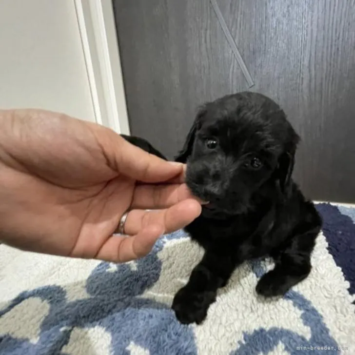 ID：2211-02921の子犬