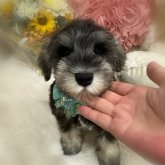 ミニチュアシュナウザー
