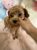 ティーカッププードル【・男の子・2022年8月13日・レッド】