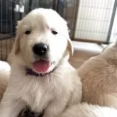ゴールデンレトリバー【千葉県・男の子・2025年6月1日・ゴールデン】の写真2