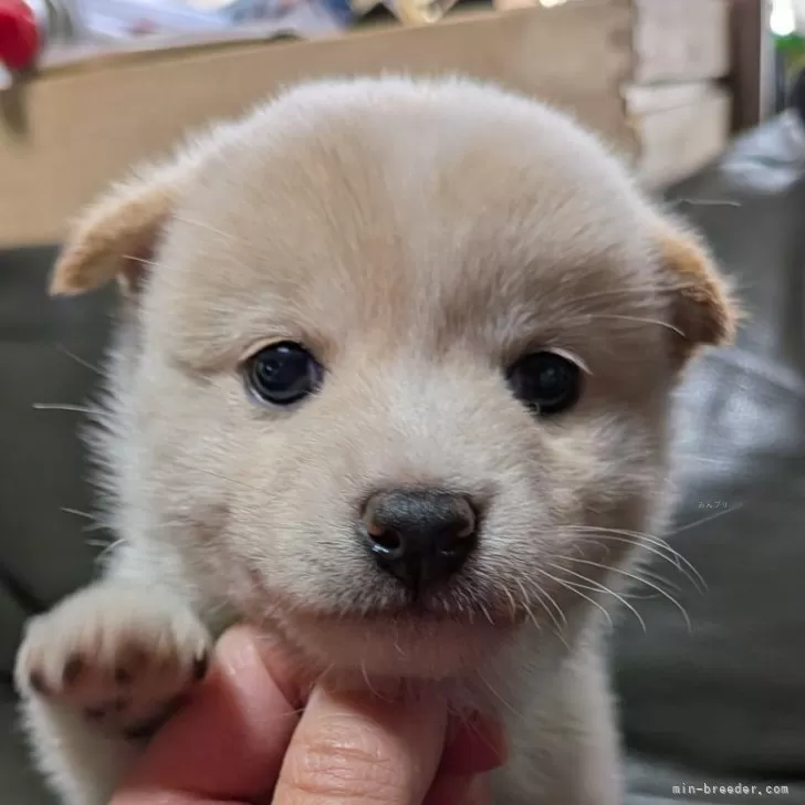 M.T 様のお迎えした子犬