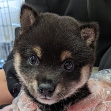 柴犬(豆柴)【北海道・男の子・2025年8月23日・黒】の写真「凛々しく元気いっぱい♫」