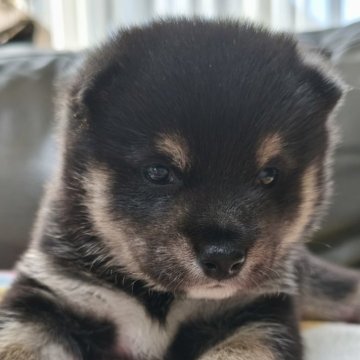 柴犬(豆柴)【北海道・男の子・2025年8月23日・黒】の写真「凛々しく元気いっぱい♫販売期間が短いため格安です。」