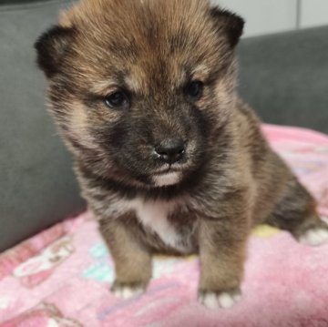 柴犬(豆柴)【北海道・女の子・2025年2月7日・赤】の写真「小さくてカワイイ♫」