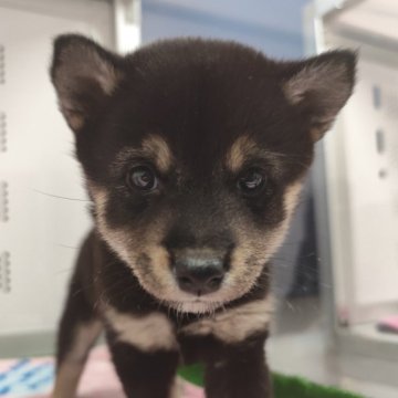 柴犬(豆柴)【北海道・女の子・2025年9月10日・黒】の写真「写真じゃわからない小ささ♫」