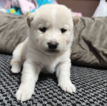 柴犬(豆柴)【北海道・男の子・2024年12月27日・白】の写真「元気いっぱいでカワイイ♫」