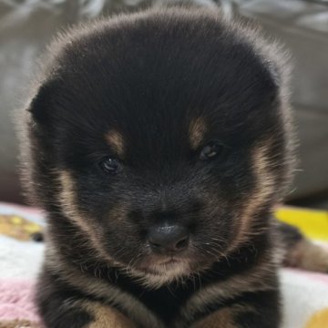 柴犬(豆柴)【北海道・男の子・2025年8月23日・黒】の写真「ちょっと大きめで元気いっぱい♫販売期間が短いため」