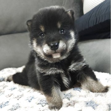 柴犬(標準サイズ)【北海道・男の子・2025年3月14日・黒】の写真「まるまるでカワイイ♫」