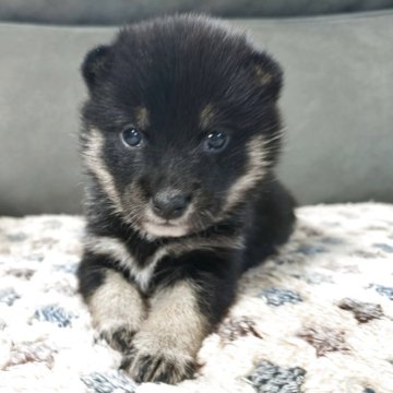 柴犬(標準サイズ)【北海道・女の子・2025年3月14日・黒】の写真「元気いっぱいでカワイイです♫」
