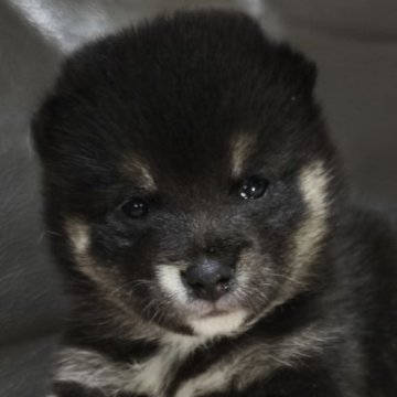 柴犬(豆柴)【北海道・女の子・2025年9月14日・黒】の写真「むちむちカワイイ🩷」