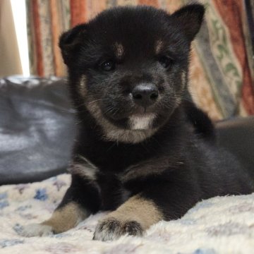 柴犬(豆柴)【北海道・男の子・2025年9月3日・黒】の写真「運動神経抜群♫」
