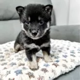 柴犬(標準サイズ)