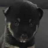 豆柴