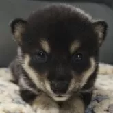 豆柴