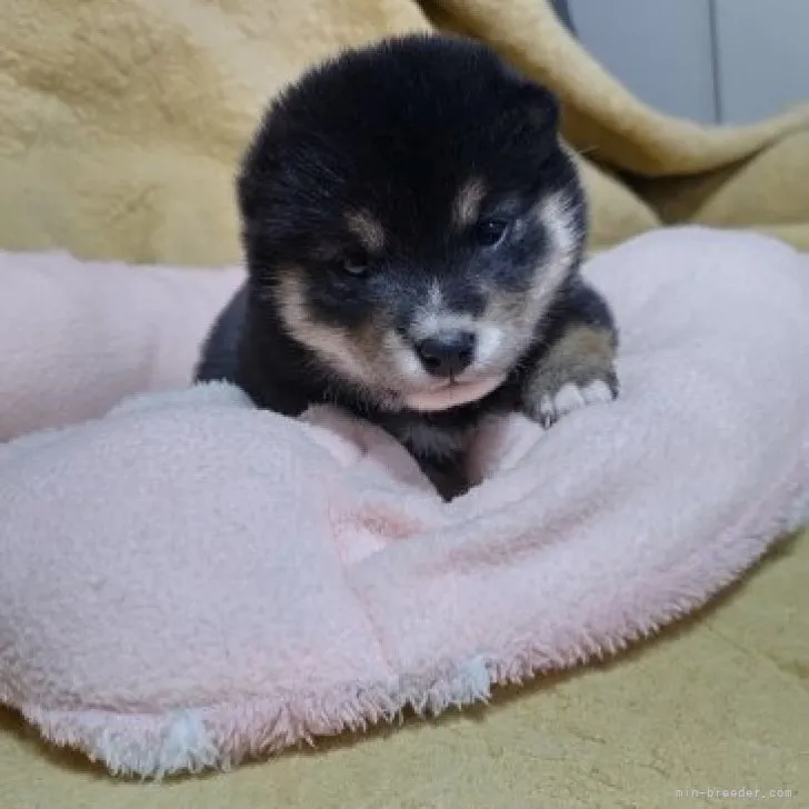 ID:2303-03296の子犬