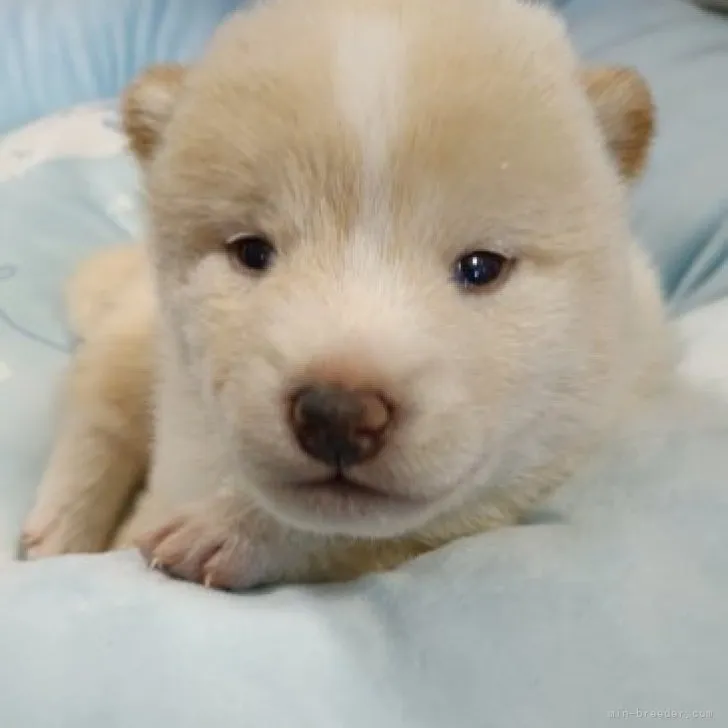 さとやん 様のお迎えした子犬